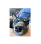 kinakoの犬好きスタンプ（個別スタンプ：6）