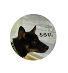 kinakoの犬好きスタンプ（個別スタンプ：7）