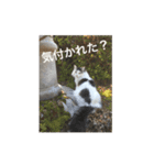 つぶやキャット2（個別スタンプ：1）