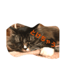 つぶやキャット2（個別スタンプ：3）
