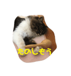 つぶやキャット2（個別スタンプ：4）