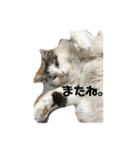 つぶやキャット2（個別スタンプ：5）
