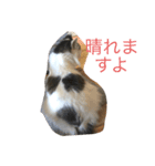 つぶやキャット2（個別スタンプ：6）