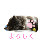 つぶやキャット2（個別スタンプ：7）