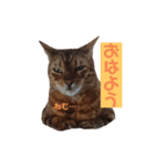 使いやすい猫さん（個別スタンプ：2）