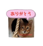 使いやすい猫さん（個別スタンプ：4）
