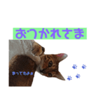 使いやすい猫さん（個別スタンプ：6）