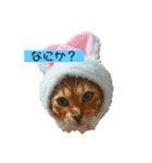 使いやすい猫さん（個別スタンプ：7）