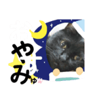 くろねこミユウ2（個別スタンプ：7）