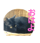 くろねこミユウ2（個別スタンプ：8）