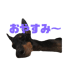 トイマンチェスターテリア★JOHN★（個別スタンプ：5）