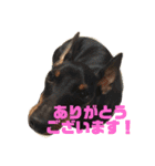 トイマンチェスターテリア★JOHN★（個別スタンプ：6）