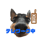 トイマンチェスターテリア★JOHN★（個別スタンプ：7）
