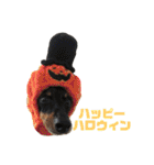 トイマンチェスターテリア★JOHN★（個別スタンプ：29）
