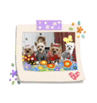 マルチーズ メリーゴーランド2（個別スタンプ：27）