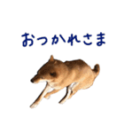 ゴンゴン1（個別スタンプ：11）