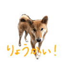 ゴンゴン1（個別スタンプ：13）