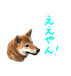 ゴンゴン1（個別スタンプ：21）