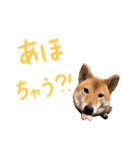 ゴンゴン1（個別スタンプ：24）