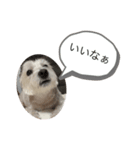 ウェスティねねのスタンプ（個別スタンプ：2）