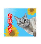 我が家のイチゴちゃんスタンプ（個別スタンプ：1）