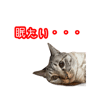 我が家のイチゴちゃんスタンプ（個別スタンプ：8）