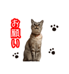 我が家のイチゴちゃんスタンプ（個別スタンプ：12）