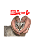 我が家のイチゴちゃんスタンプ（個別スタンプ：26）