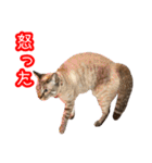 我が家のイチゴちゃんスタンプ（個別スタンプ：28）