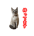 我が家のイチゴちゃんスタンプ（個別スタンプ：37）