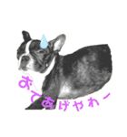 歌丸のくせ強め今治弁スタンプ（個別スタンプ：20）