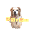 くー太のスタンプ（個別スタンプ：1）