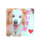 くー太のスタンプ（個別スタンプ：2）