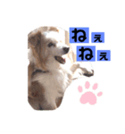 くー太のスタンプ（個別スタンプ：4）