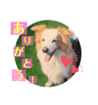くー太のスタンプ（個別スタンプ：6）