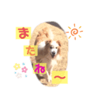 くー太のスタンプ（個別スタンプ：7）