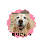 ゴールデンさくらの日々（個別スタンプ：3）