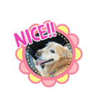 ゴールデンさくらの日々（個別スタンプ：9）