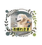ゴールデンさくらの日々（個別スタンプ：13）