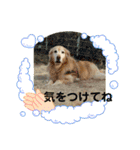 ゴールデンさくらの日々（個別スタンプ：19）