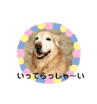 ゴールデンさくらの日々（個別スタンプ：23）