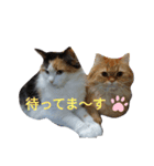 necoKKKちゃんねるpart2（個別スタンプ：14）