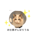 だいふくスタンプ④（個別スタンプ：1）