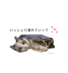 だいふくスタンプ④（個別スタンプ：9）