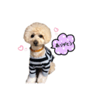 stay home latte（個別スタンプ：11）