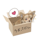 子犬のビケ（個別スタンプ：2）