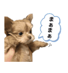 子犬のビケ（個別スタンプ：3）