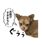 子犬のビケ（個別スタンプ：4）