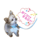 子犬のビケ（個別スタンプ：6）
