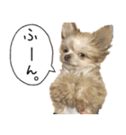 子犬のビケ（個別スタンプ：7）
